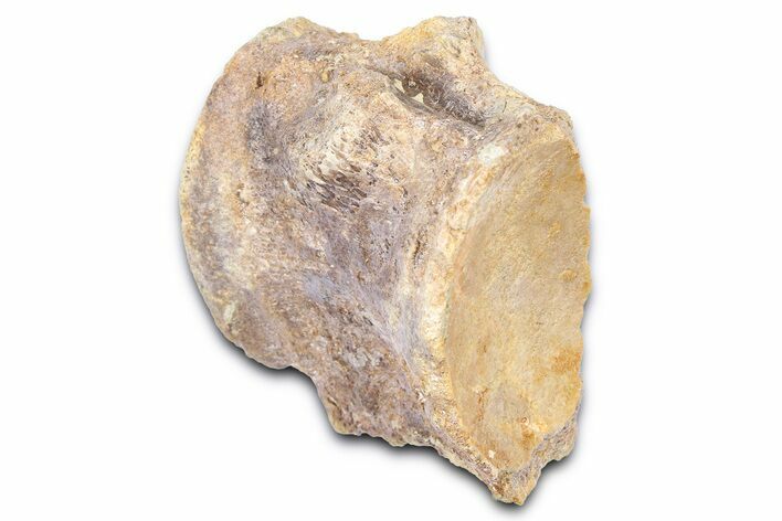 Fossil Mosasaur (Platecarpus) Vertebra - Kansas #382063